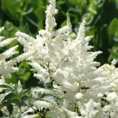 Астильба ХЭППИ ДЕЙ Арендса в Слониме