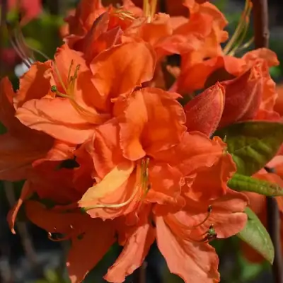 Азалия МАНДАРИН ЛАЙТС листопадная в Слониме