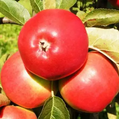 Яблоня СЯБРЫНА в Слониме