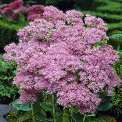 Очиток (седум) БРИЛЛИАНТ в Слониме