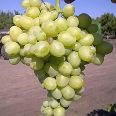 Виноград АРКАДИЯ в Слониме