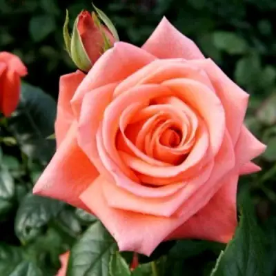 Роза ВАУ чайно-гибридная в Слониме