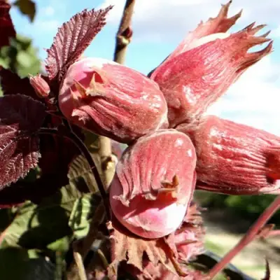 Фундук АЛЫЙ ПАРУС в Слониме