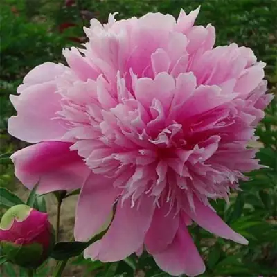 Пион ГОЛУБАЯ ХРИЗАНТЕМА травянистый в Слониме