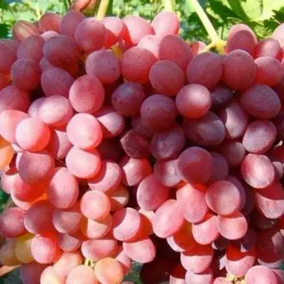 Виноград КИШМИШ КРАСНЫЙ в Слониме