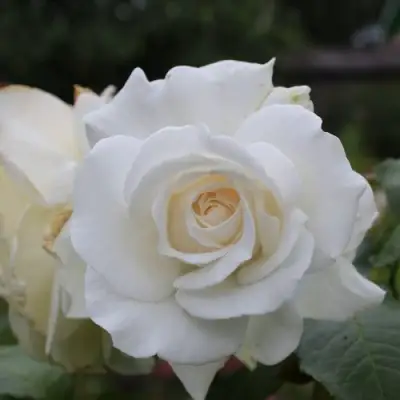 Роза АНАСТАСИЯ чайно-гибридная в Слониме