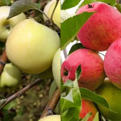 Комплект ЯБЛОЧНЫЙ ТАНДЕМ в Слониме