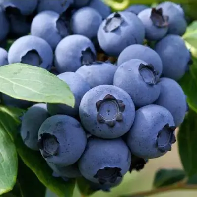 Голубика СПАРТАН в Слониме