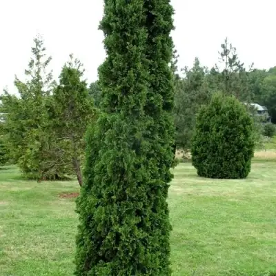 Туя ДЕГРУТ СПАЙР западная в Слониме