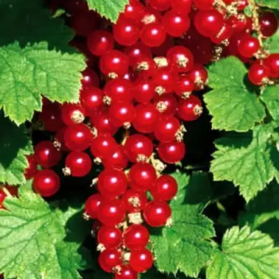 Смородина красная РЕД ЛЕЙК в Слониме