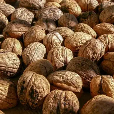 Грецкий орех ПИНСКИЙ в Слониме