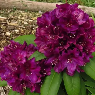 Рододендрон ПОЛАРНАХТ в Слониме