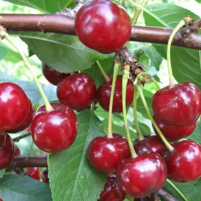 Вишня ТУРГЕНЕВКА в Слониме