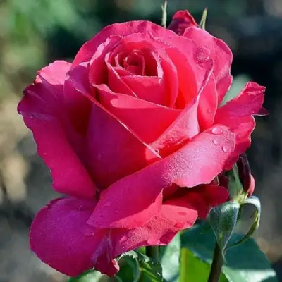 Роза ВИЕН РОУЗ чайно-гибридная в Слониме