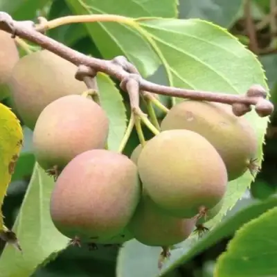 Актинидия ГИБРИДНАЯ КОЛБАСИНОЙ в Слониме