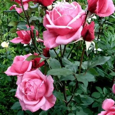 Роза ЭЙФЕЛЕВА БАШНЯ чайно-гибридная в Слониме