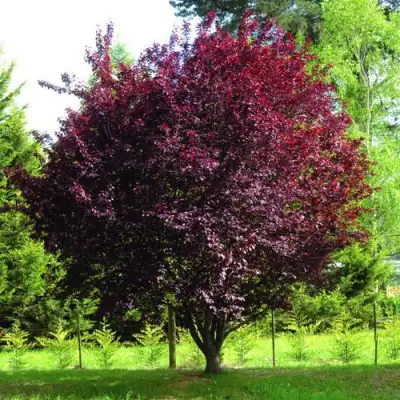 Слива НИГРА растопыреная в Слониме