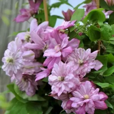 Клематис ИННОСЕНТ ГЛАНС в Слониме