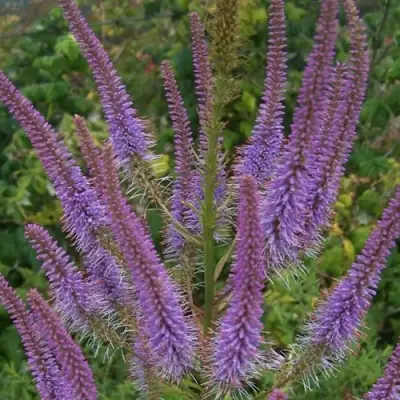 Вероникаструм ФАСЦИНЕЙШН в Слониме