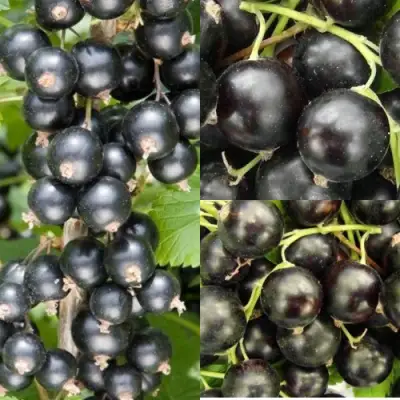 Комплект ЧЕРНАЯ СИЛА в Слониме