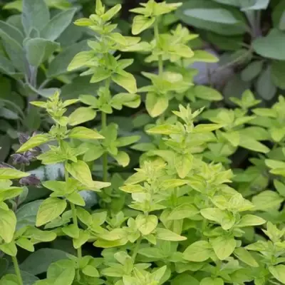 Душица ТАМБЛС ВАРИЕТИ обыкновенная в Слониме