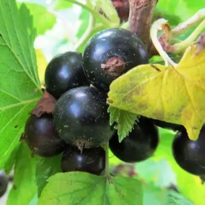 Смородина чёрная КАТЮША в Слониме