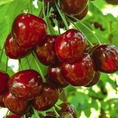 Черешня БУРЛАТ в Слониме