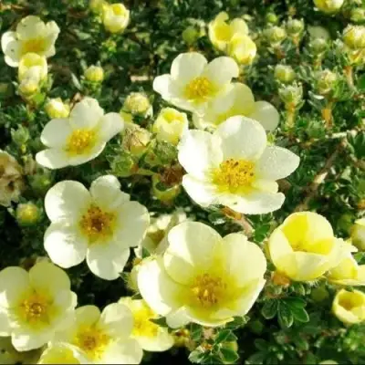 Лапчатка КЛОНДАЙК кустарниковая в Слониме