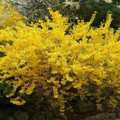 Форзиция ГОЛДЗАУБЕР средняя в Слониме