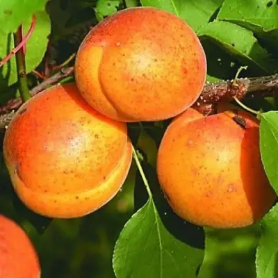 Абрикос СПАДЧЫНА в Слониме