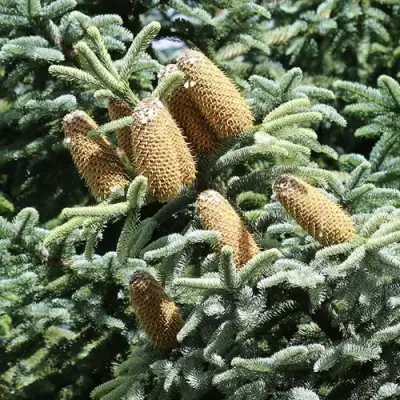 Пихта благородная в Слониме