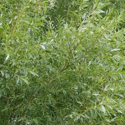 Ива ВИТЕЛЛИНА белая  в Слониме