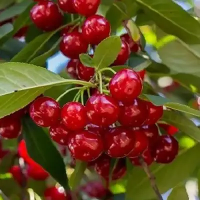 Вишня ГИРЛЯНДА в Слониме