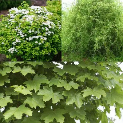 Комплект ЗЕЛЕНЫЙ ОАЗИС в Слониме