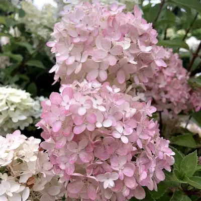 Гортензия БОМБШЕЛ метельчатая в Слониме