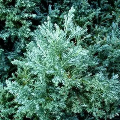 Кипарисовик БУЛЕВАРД горохоплодный в Слониме