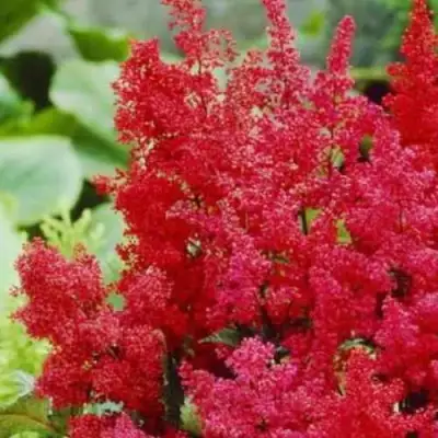 Астильба ЭТНА Арендса в Слониме