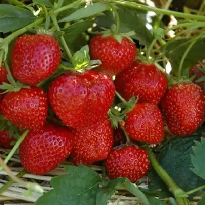 Клубника ЗЕНГА-ЗЕНГАНА в Слониме