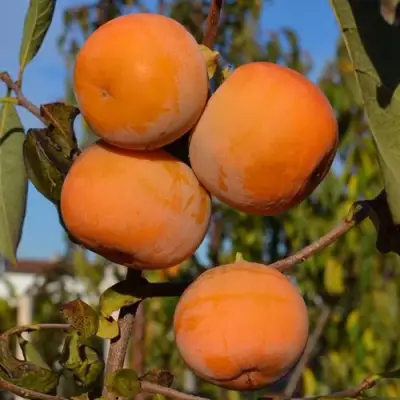 Хурма РОССИЯНКА в Слониме