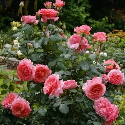 Роза ЛОРАН КАБРОЛЬ шраб в Слониме