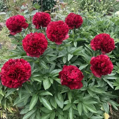 Пион ГАЛАКТИКА травянистый в Слониме