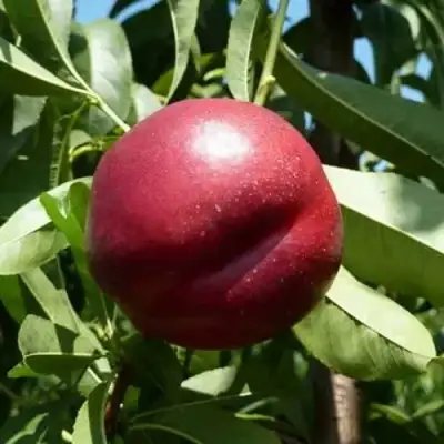 Нектарин БИГ-ТОП в Слониме