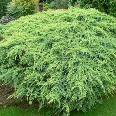 Можжевельник ХОЛГЕР чешуйчатый в Слониме