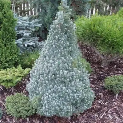 Ель САНДЕРС БЛЮ канадская в Слониме