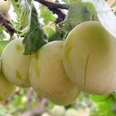 Слива УТРО в Слониме