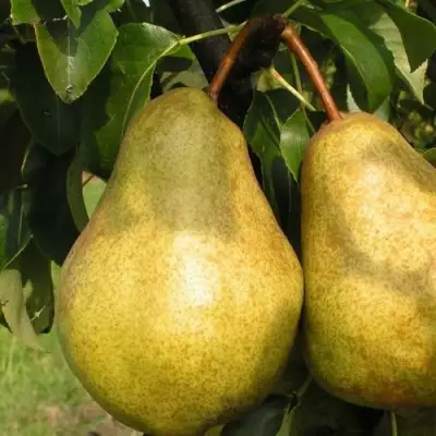 Груша СИЛЬВА в Слониме