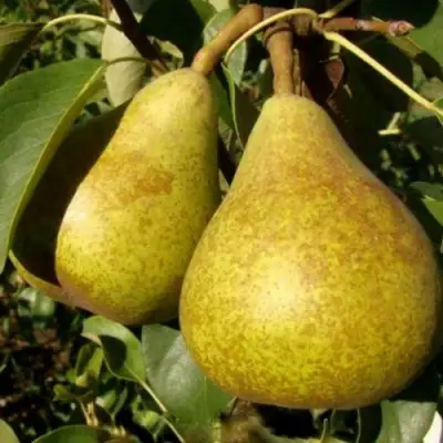 Груша ГЕНЕРАЛ ЛЕКЛЕРК в Слониме