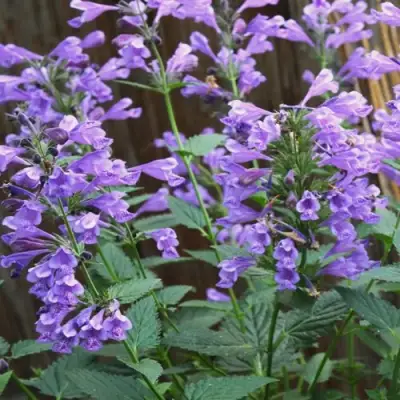 Котовник БЛЮ ДРИМС полусидячий в Слониме