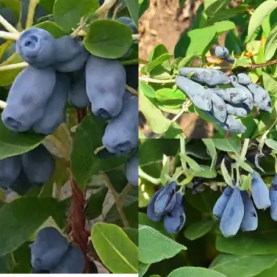 Комплект СЕВЕРНЫЕ ВИТАМИНЫ в Слониме