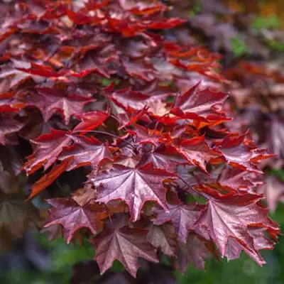 Клен КРИМСОН КИНГ остролистный в Слониме